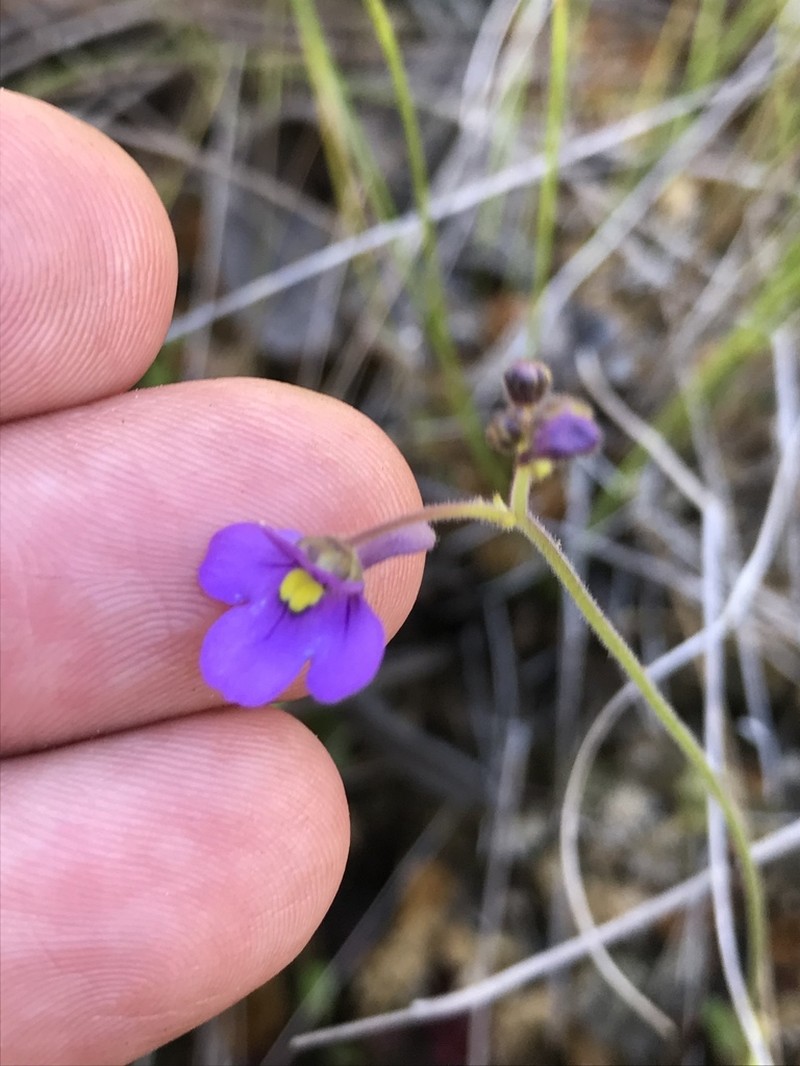 Genlisea flexuosa