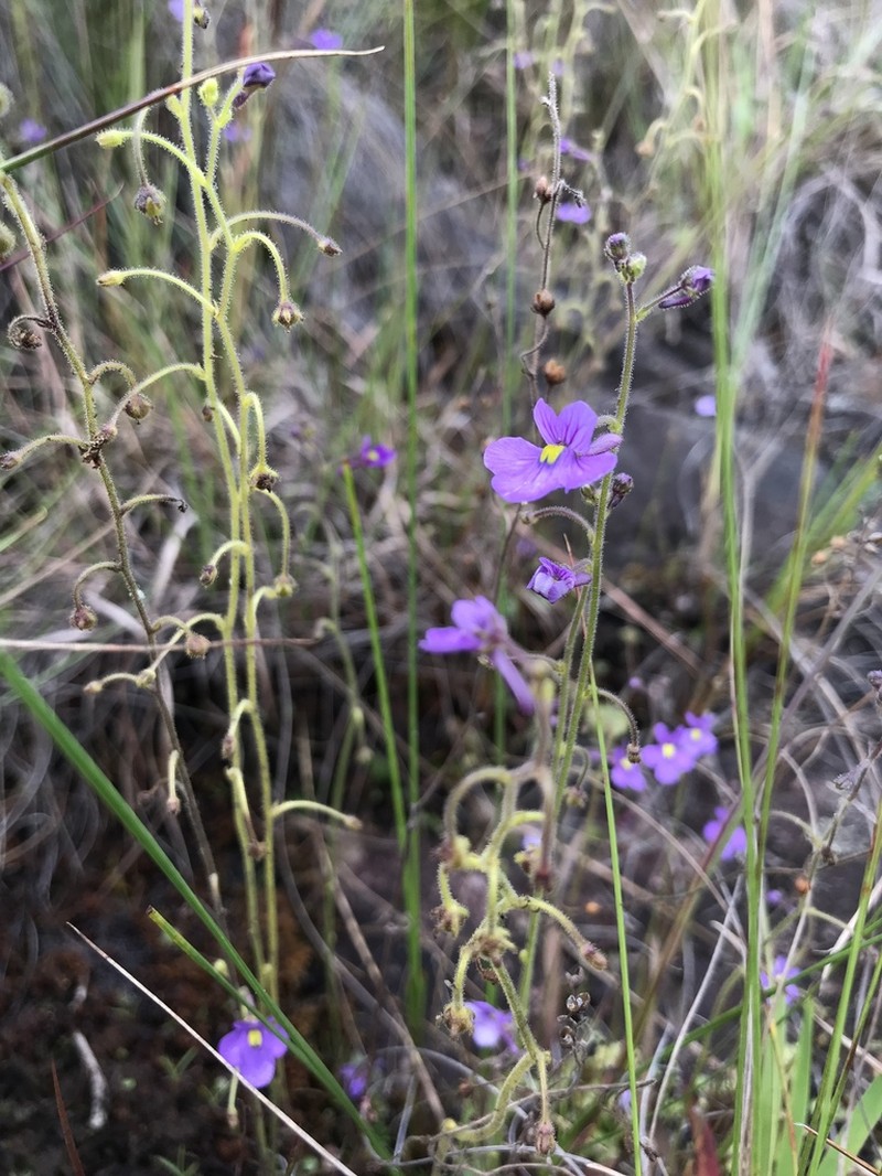 Genlisea flexuosa photo 2