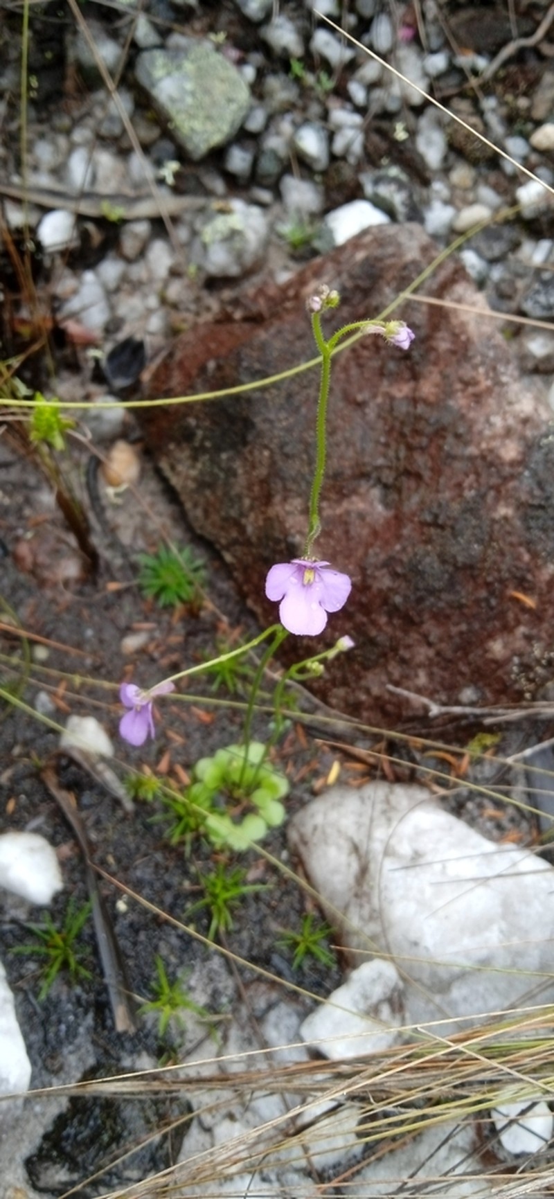 Genlisea flexuosa photo 3