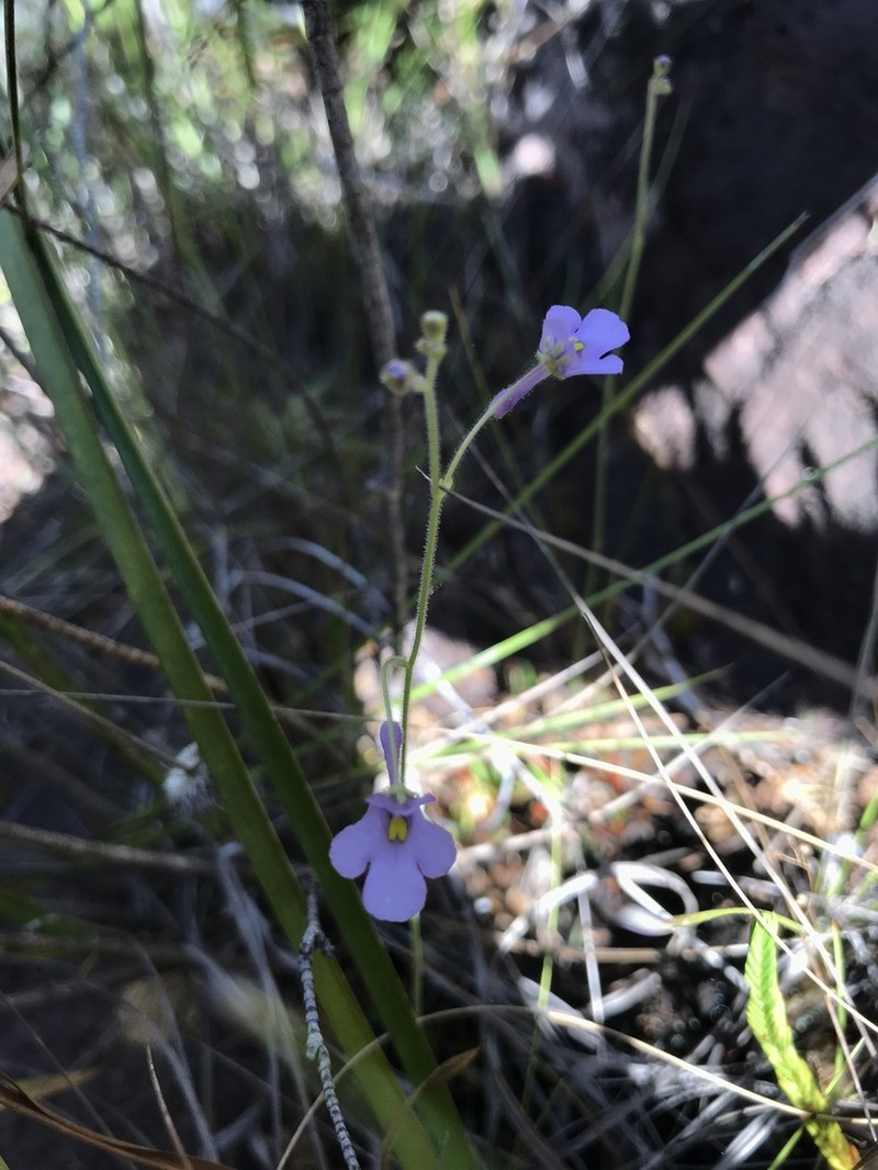 Genlisea flexuosa photo 4