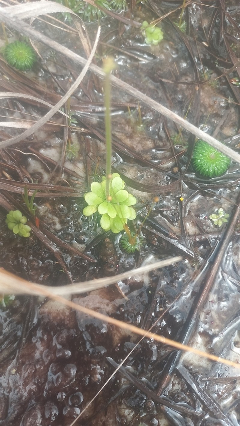 Genlisea flexuosa photo 5