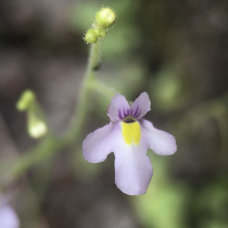Genlisea flexuosa photo 7