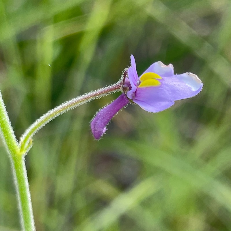 Genlisea flexuosa photo 8