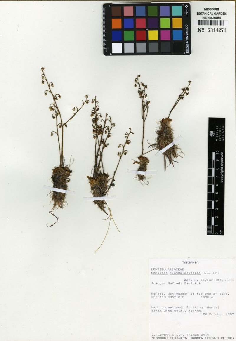 Genlisea glandulosissima