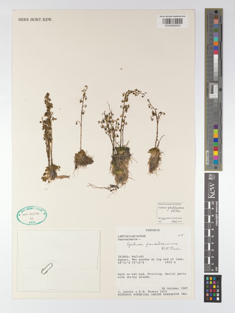 Genlisea glandulosissima photo 2