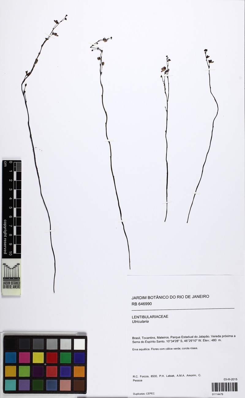 Genlisea guianensis