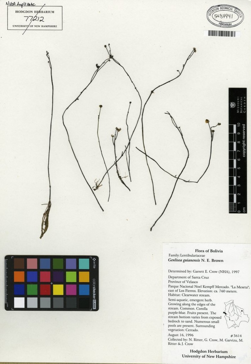 Genlisea guianensis photo 2