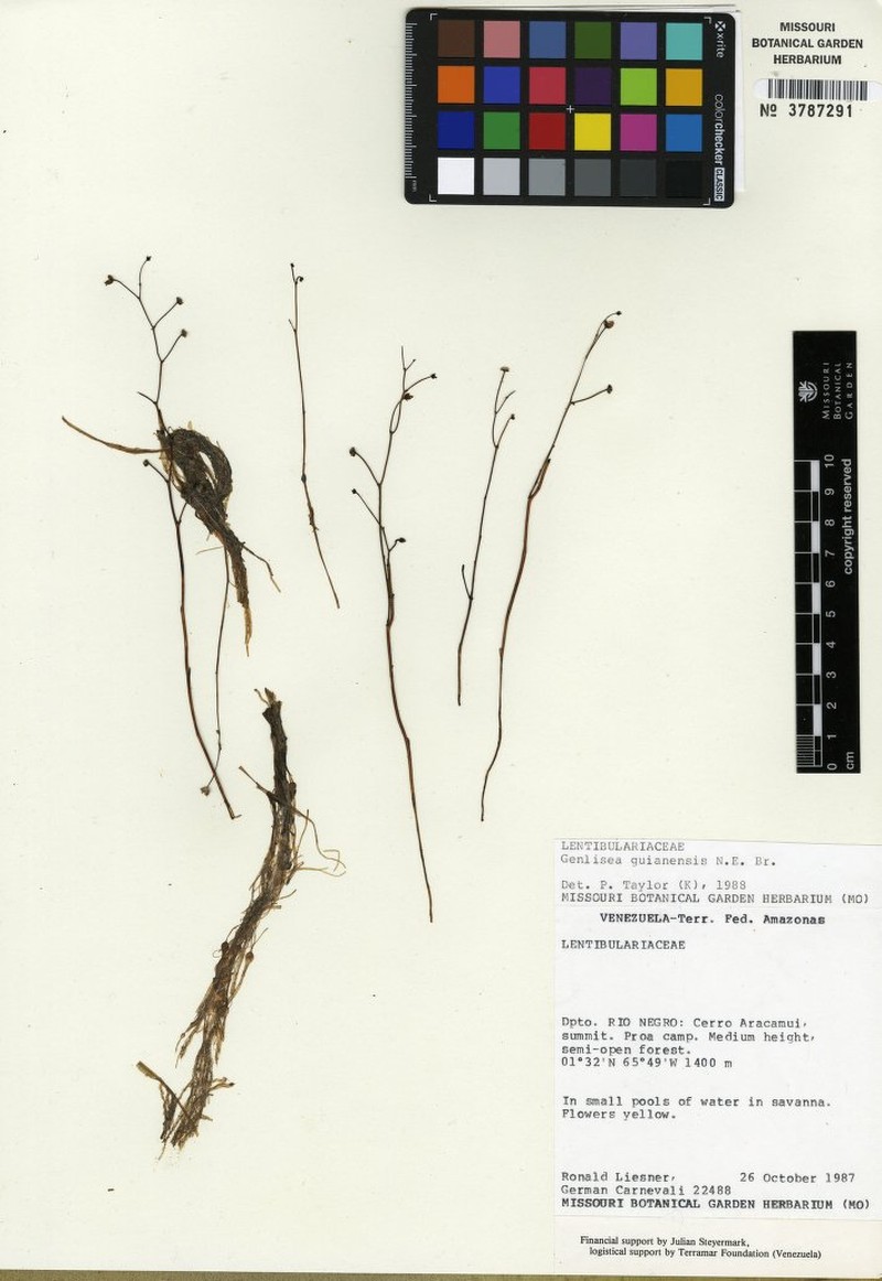 Genlisea guianensis photo 3