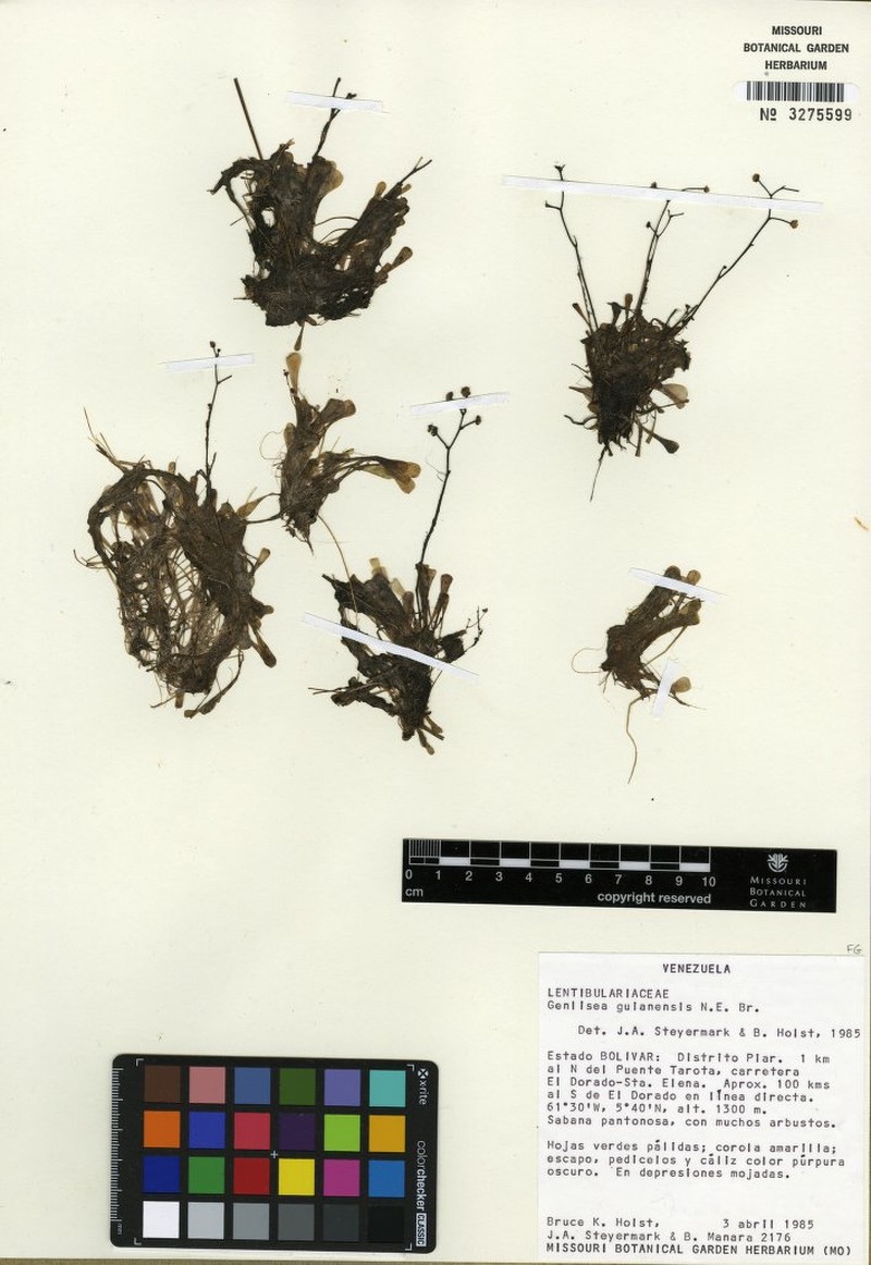 Genlisea guianensis photo 4