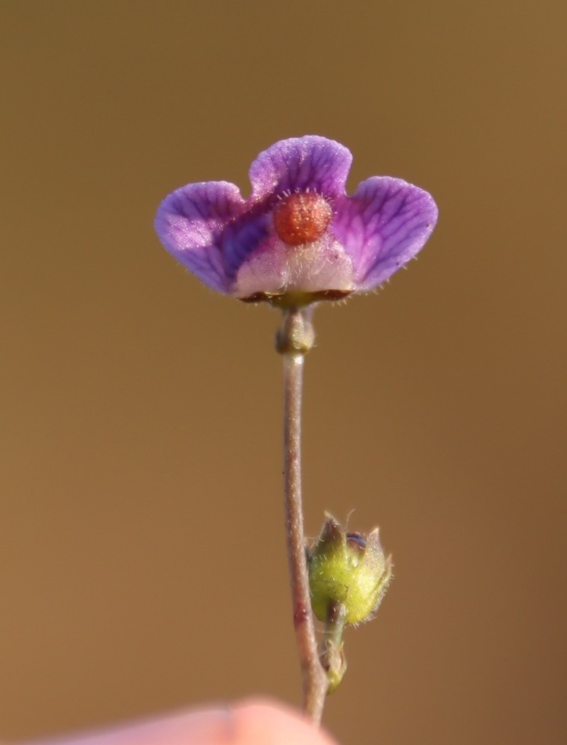 Genlisea hispidula photo 2