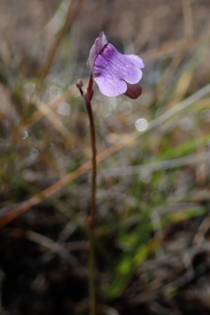 Genlisea hispidula photo 3