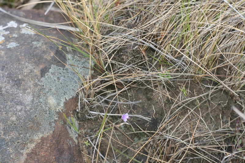 Genlisea hispidula photo 4