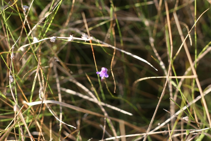 Genlisea hispidula photo 5
