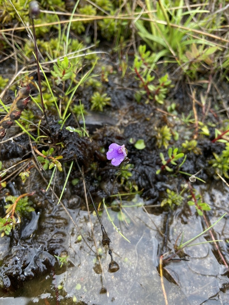 Genlisea hispidula photo 6