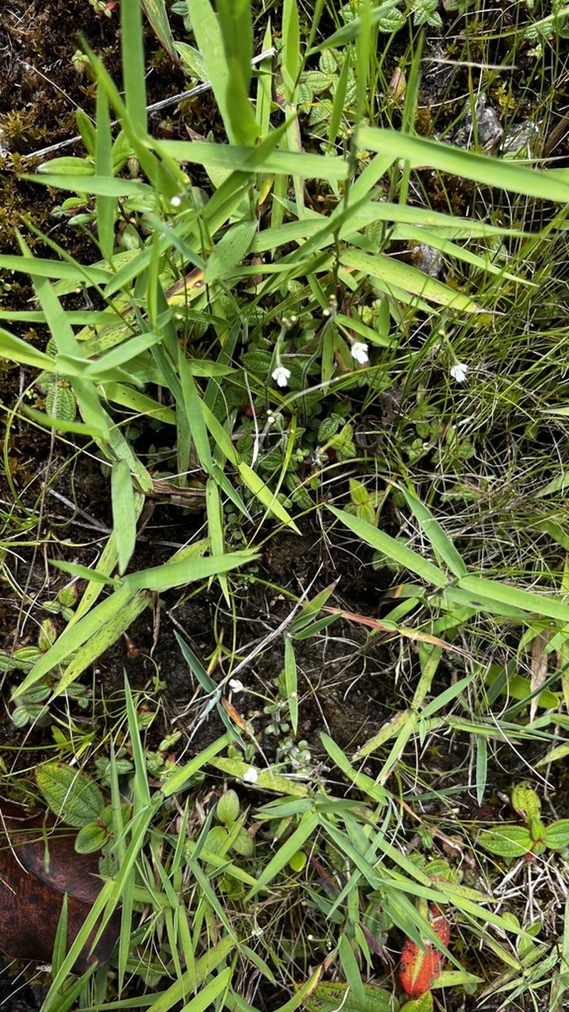 Genlisea lobata photo 2