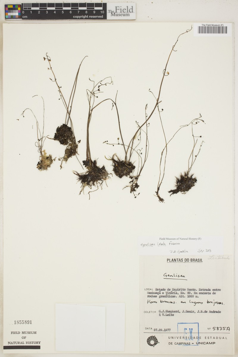 Genlisea lobata photo 3
