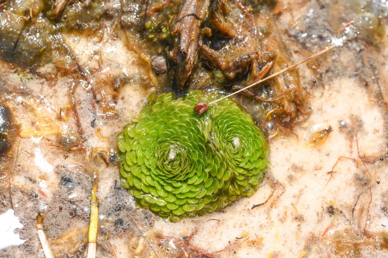 Genlisea margaretae