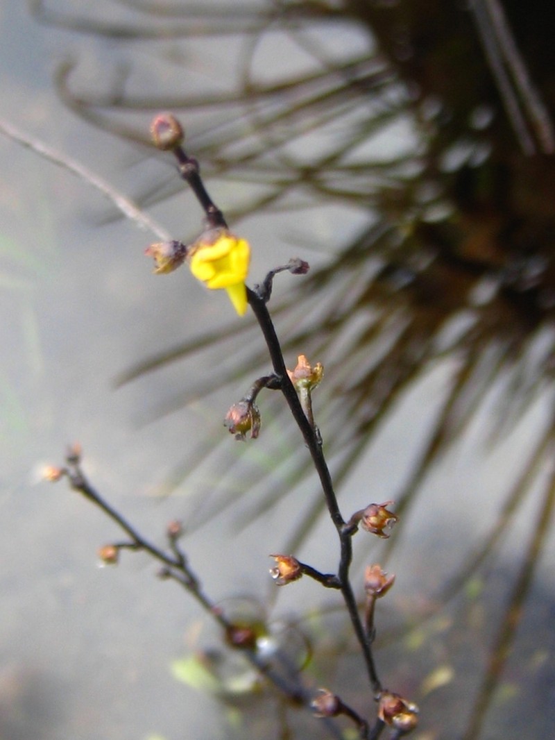 Genlisea nigrocaulis photo 3
