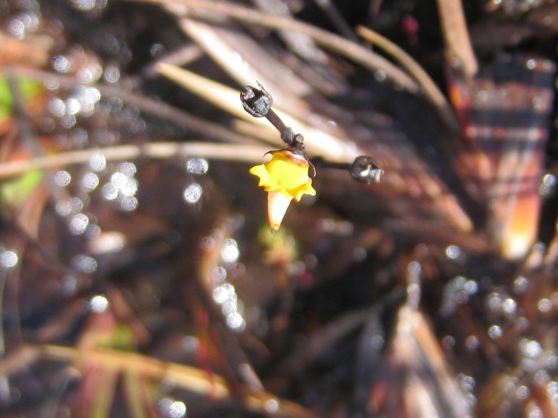 Genlisea nigrocaulis photo 4