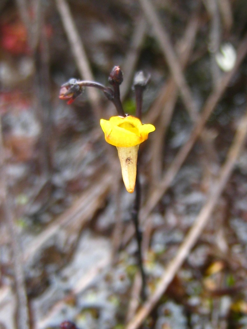 Genlisea nigrocaulis photo 6