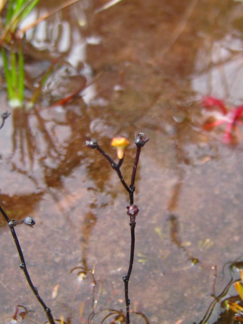 Genlisea nigrocaulis photo 7