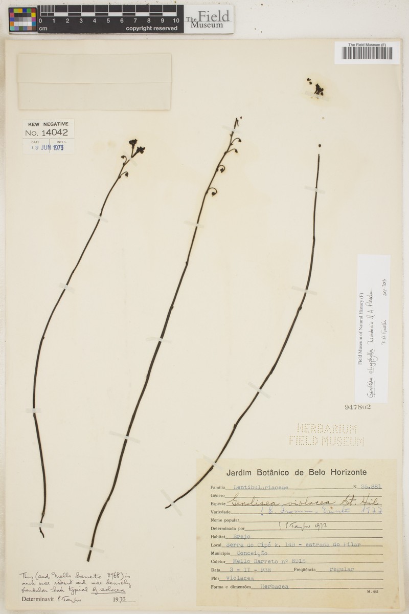 Genlisea oligophylla