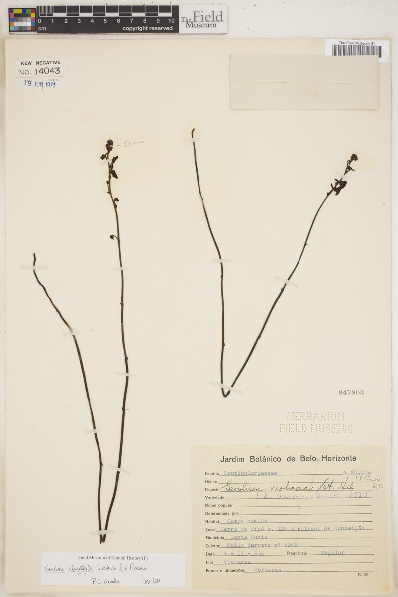 Genlisea oligophylla photo 2