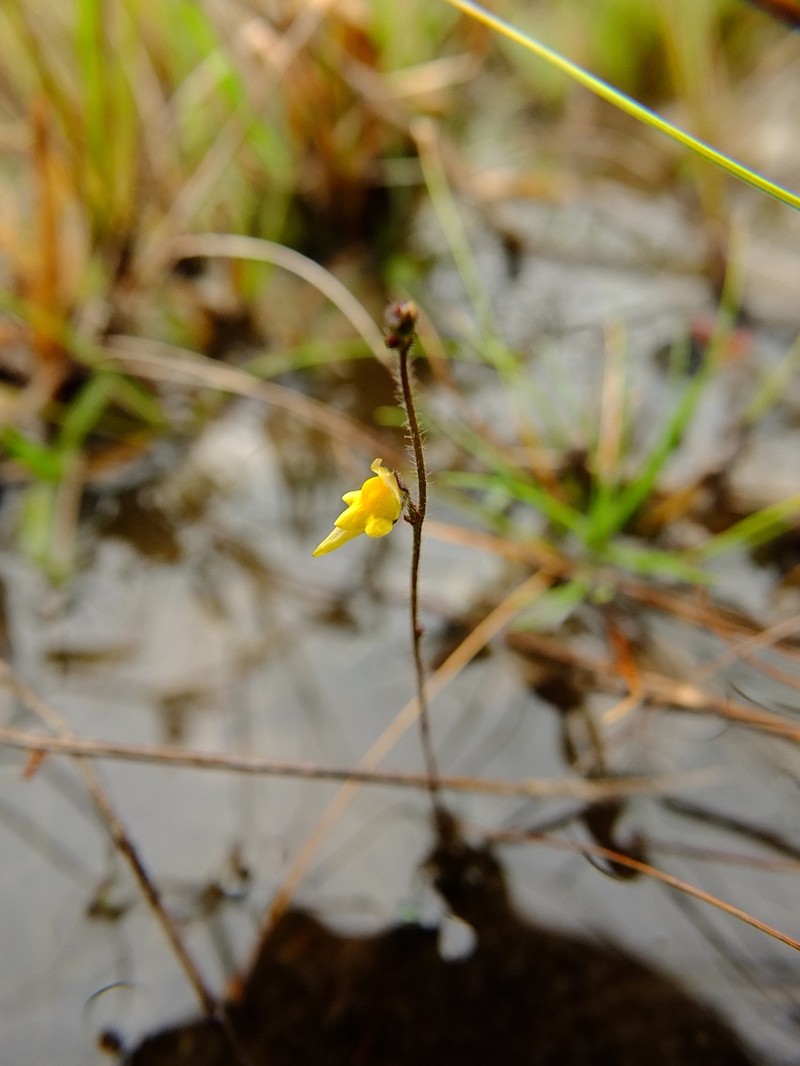 Genlisea oxycentron