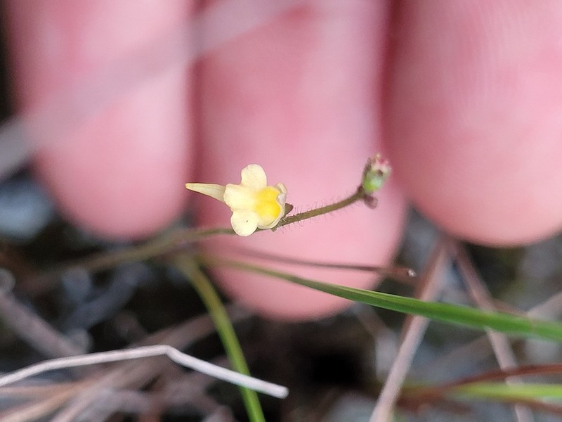 Genlisea oxycentron photo 2