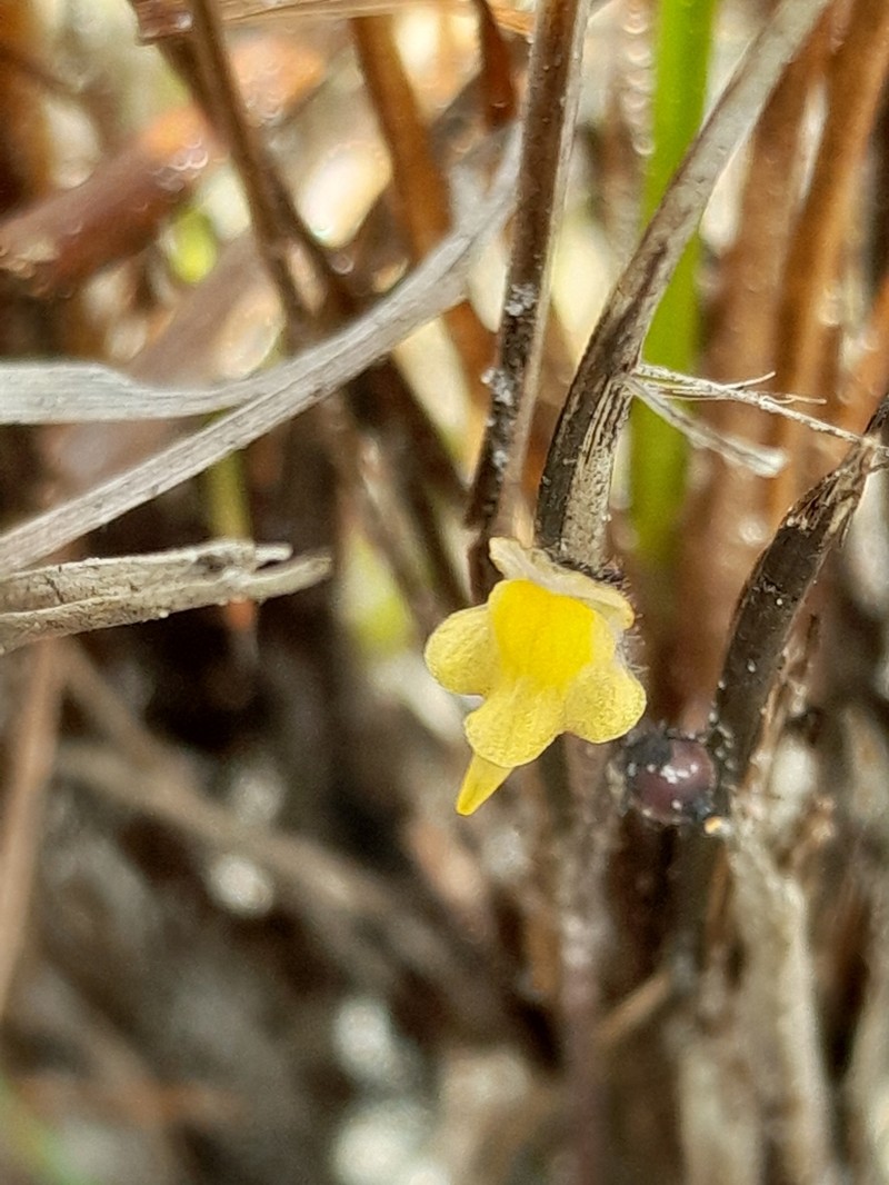 Genlisea oxycentron photo 3