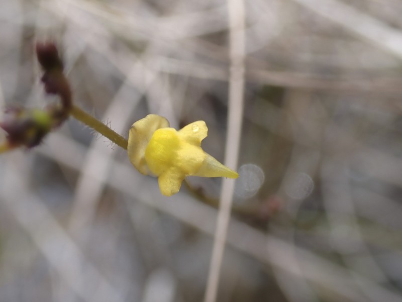 Genlisea oxycentron photo 6