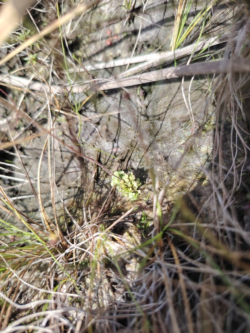 Genlisea oxycentron photo 7