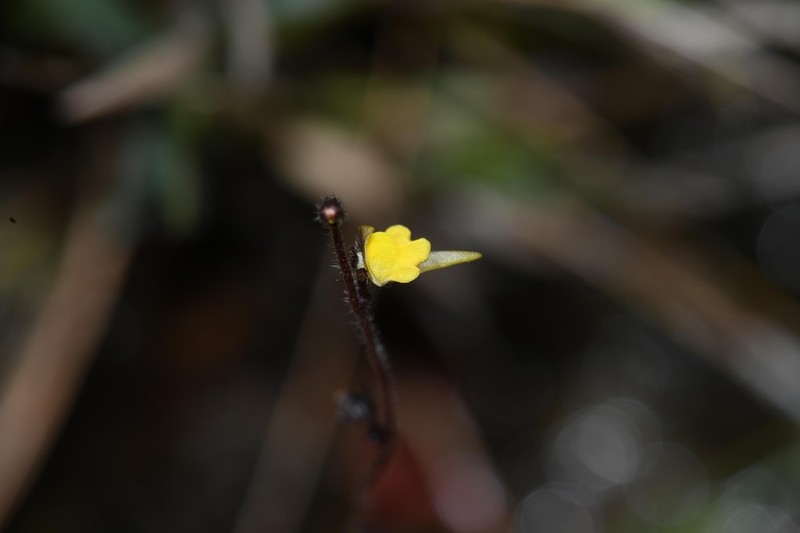 Genlisea oxycentron photo 8