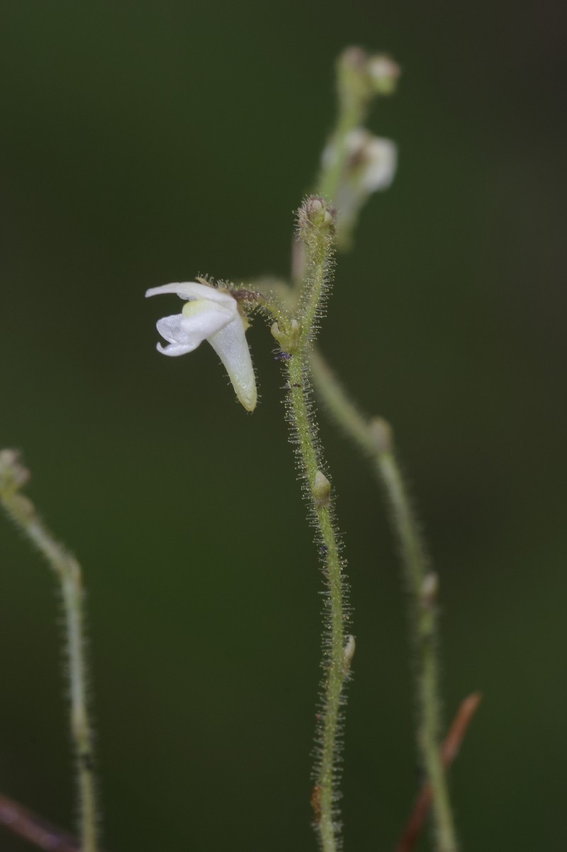 Genlisea pallida