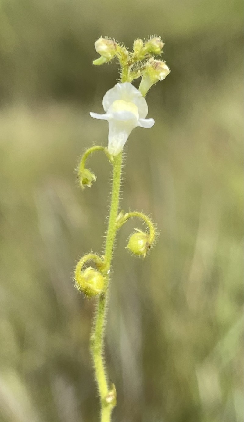 Genlisea pallida photo 2