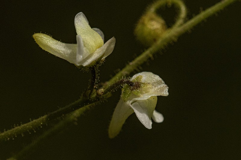 Genlisea pallida photo 3