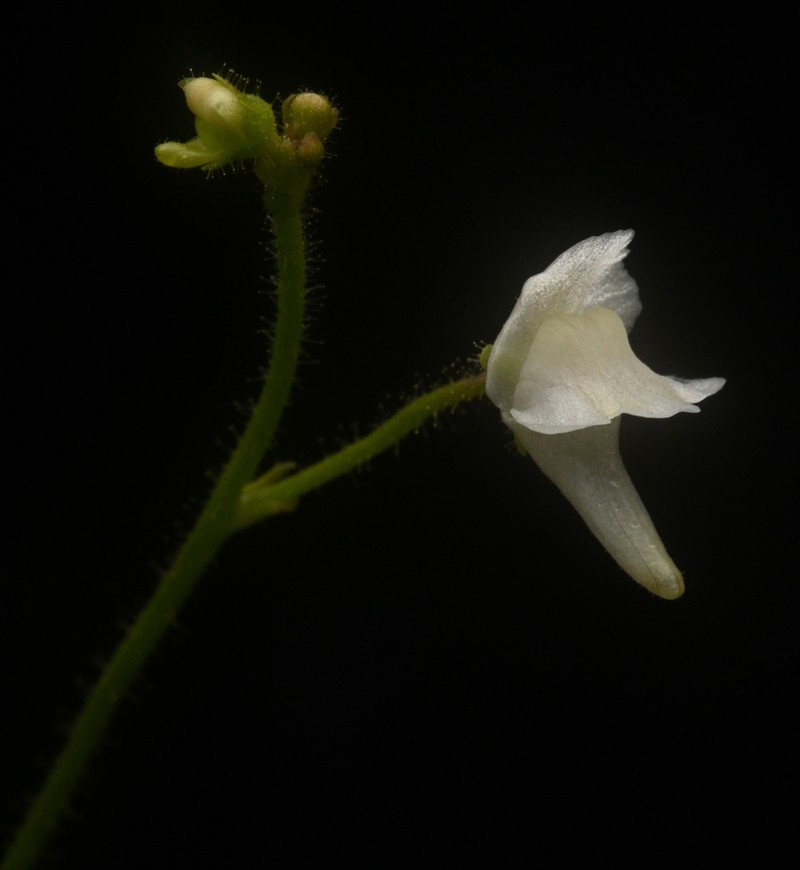 Genlisea pallida photo 4