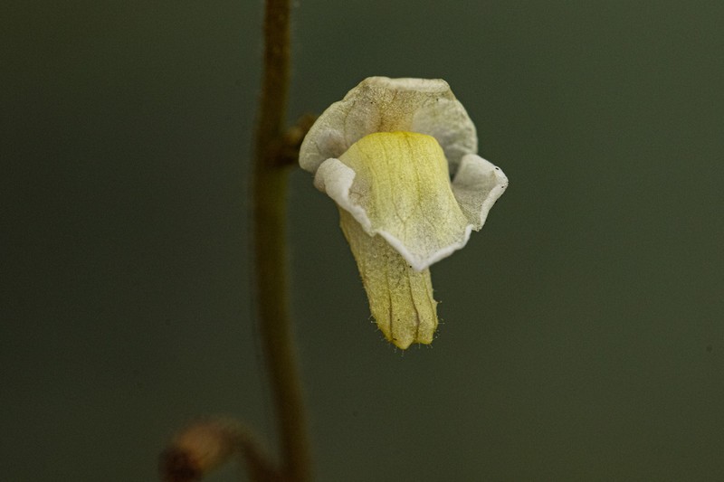 Genlisea pallida photo 5