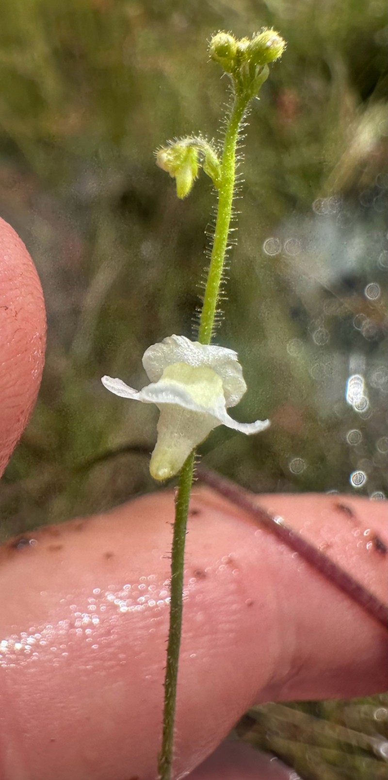 Genlisea pallida photo 6