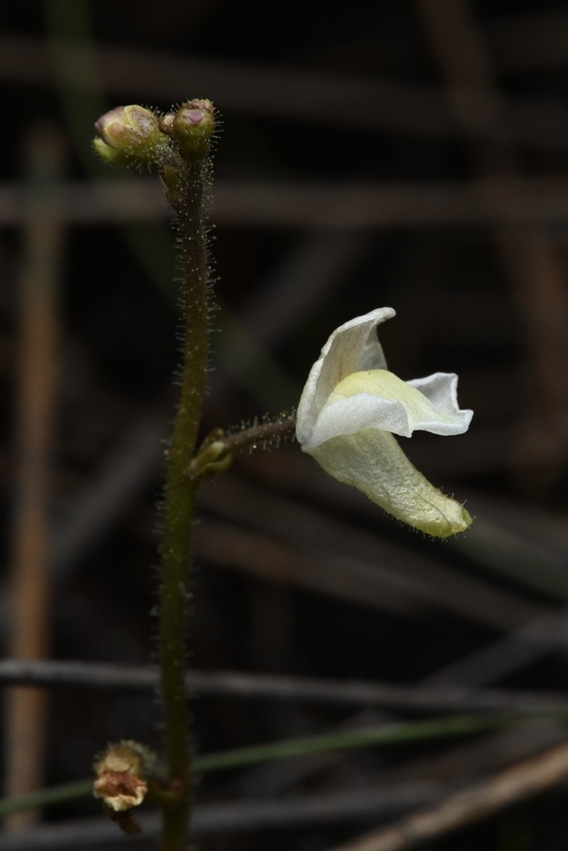 Genlisea pallida photo 7