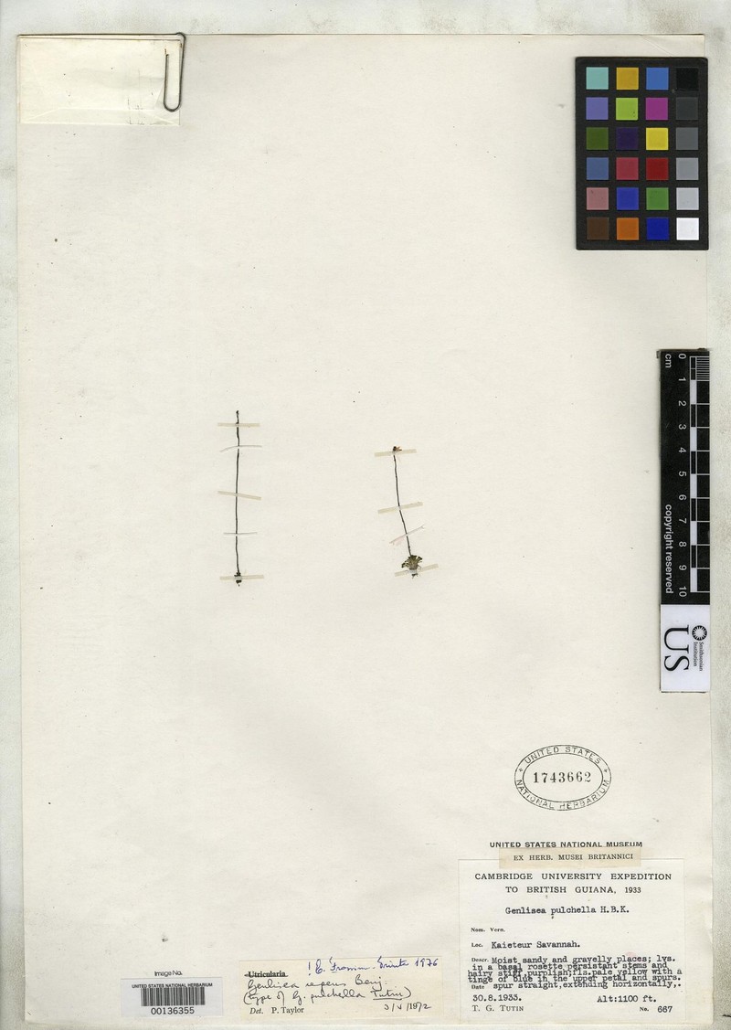Genlisea pulchella