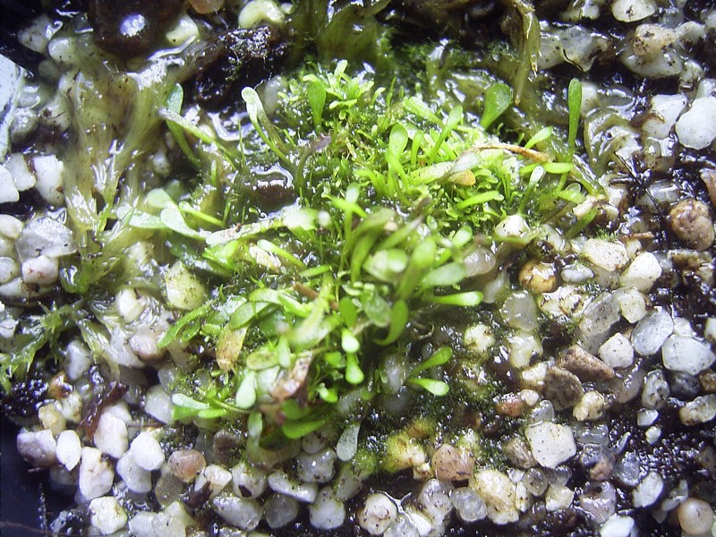 Genlisea pygmaea