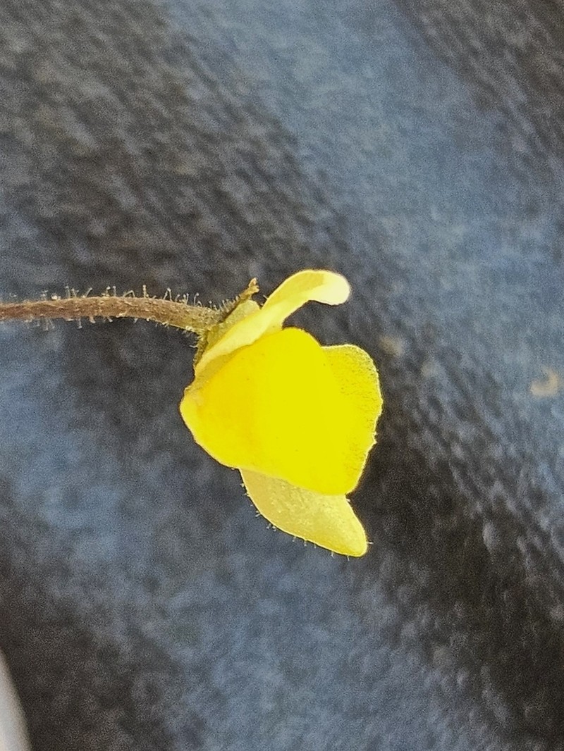 Genlisea pygmaea photo 2