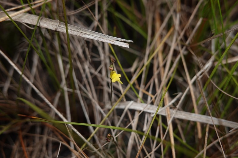 Genlisea pygmaea photo 3
