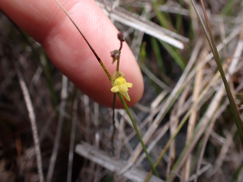 Genlisea pygmaea photo 4