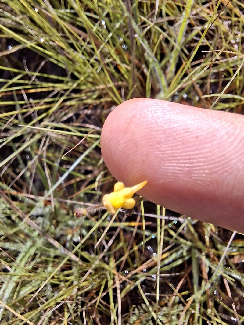 Genlisea pygmaea photo 5
