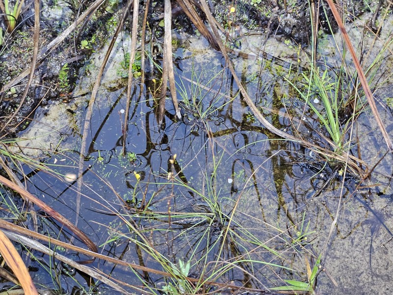 Genlisea pygmaea photo 6