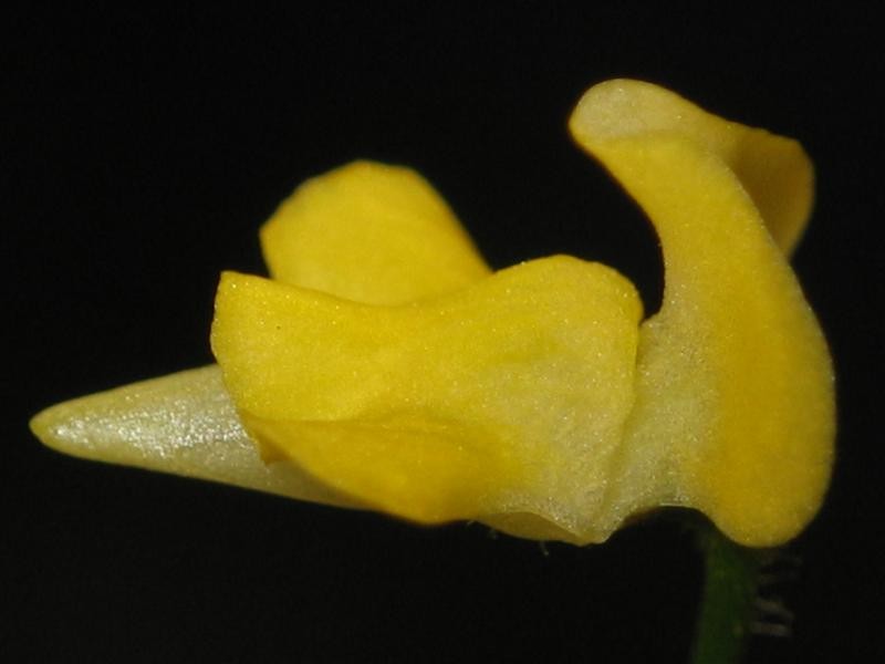 Genlisea pygmaea photo 7