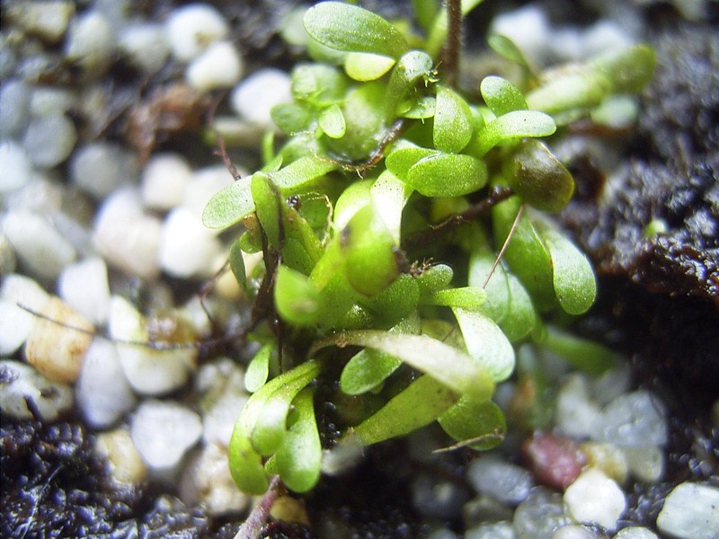 Genlisea repens