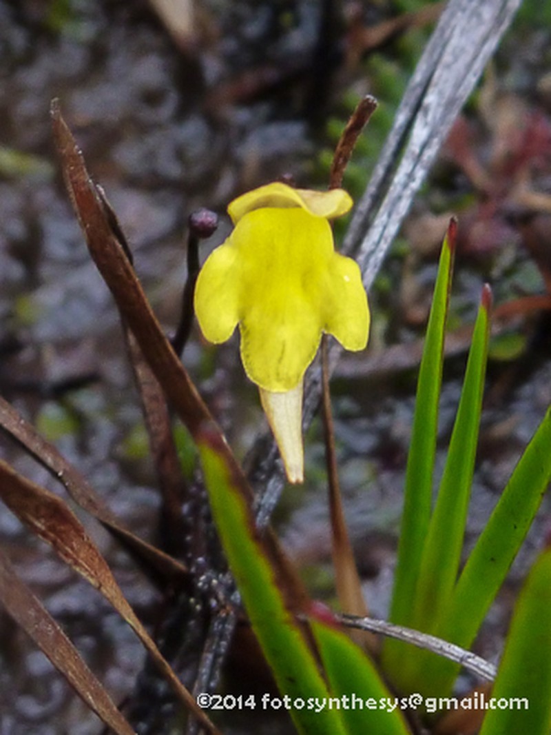 Genlisea repens photo 2